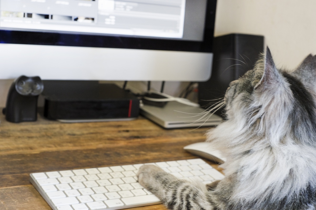 ペットを飼う独身女性は結婚できないって本当?